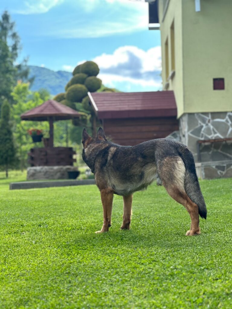 Leon