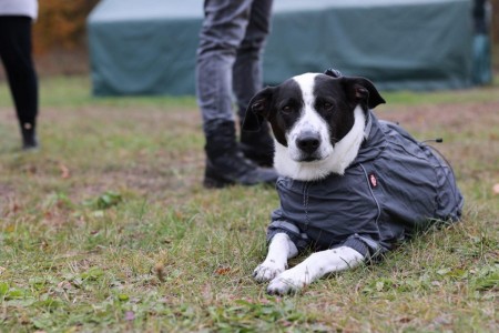 centrum zachránených zvierat