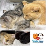 pridajte sa k spoľahlivým, kastrujte