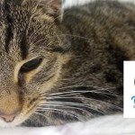 pridajte sa k spoľahlivým, kastrujte