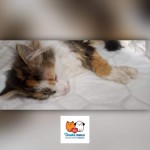 pridajte sa k spoľahlivým, kastrujte