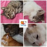 pridajte sa k spoľahlivým, kastrujte