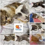 pridajte sa k spoľahlivým, kastrujte