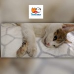 pridajte sa k spoľahlivým, kastrujte