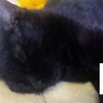 pridajte sa k spoľahlivým, kastrujte