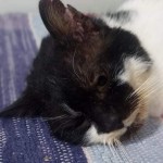 pridajte sa k spoľahlivým, kastrujte