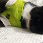 pridajte sa k spoľahlivým, kastrujte