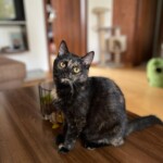 Lily