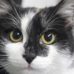 Lola