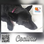 Cewcilksa- osada Poštárka