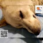 Zorka- osada Poštárka