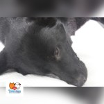 Tinka- osada Poštárka