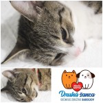 Podmienka adopcie splnená