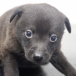 Olin