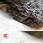 Družba, kastrácia a enukleácia