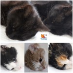 4 mačičky a 1 kocúrik