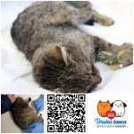 Zrazená mačička Tarnov- amputácia