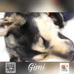 Gimi