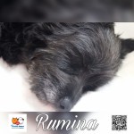 Rumina