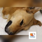 Tinka osada Poštárka