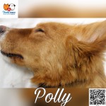 Polly
