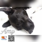 Amy osada Poštárka