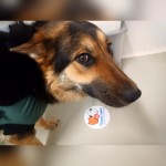 Kali osada Poštárka