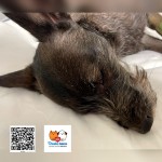 Kali- osada Poštárka