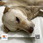 Aldo osada Poštárka