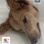 Lessie osada Poštárka