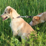Frantík