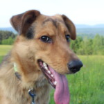Vilko