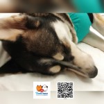 Rejan osada Poštárka