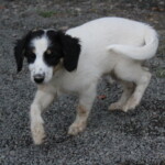 Doly