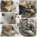 Akcia Seniori, Pridajte sa k zodpovedným, odchyt