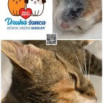 Pridajte sa k zodpovedným, enukleácia