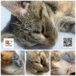 mačky v starostlivosti OZ