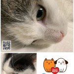 Mačky-Odchyt, Pridajte sa k zodpovedným