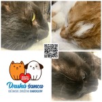 kocúrikovia- čierni odchyt, bielo-ryšavý v starostlivosti OZ