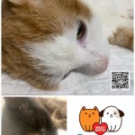 mačička z odchytu, kocúr v starostlivosti OZ