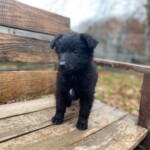 Onur