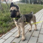 Gitka Gitka