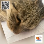 sterilizácia mačky z odchytu