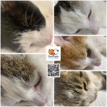 Program Seniori, Pridajte sa k zodpovedným