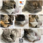 Program Seniori, Pridajte sa k zodpovedným a mačky v starostlivosti OZ