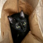 Cora