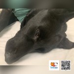 KIA- osada Poštárka