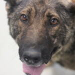 Zelda