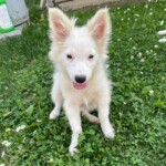 Immy