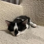Kika
